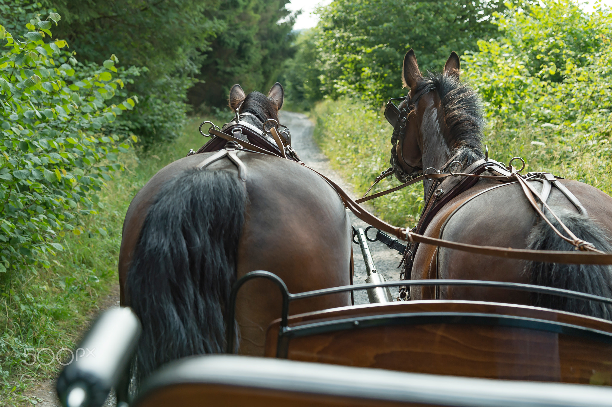 Two horses of the breed Saxon Thuringian heavy warm blood pull a carriage. Close-up. The horses like