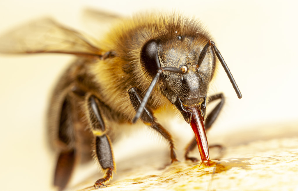 IMAGE: https://drscdn.500px.org/photo/1002722320/m%3D900/v2?sig=5bf76db665887d1fd37165927a4f719c1fef060b06366c167ee32c27606ce331