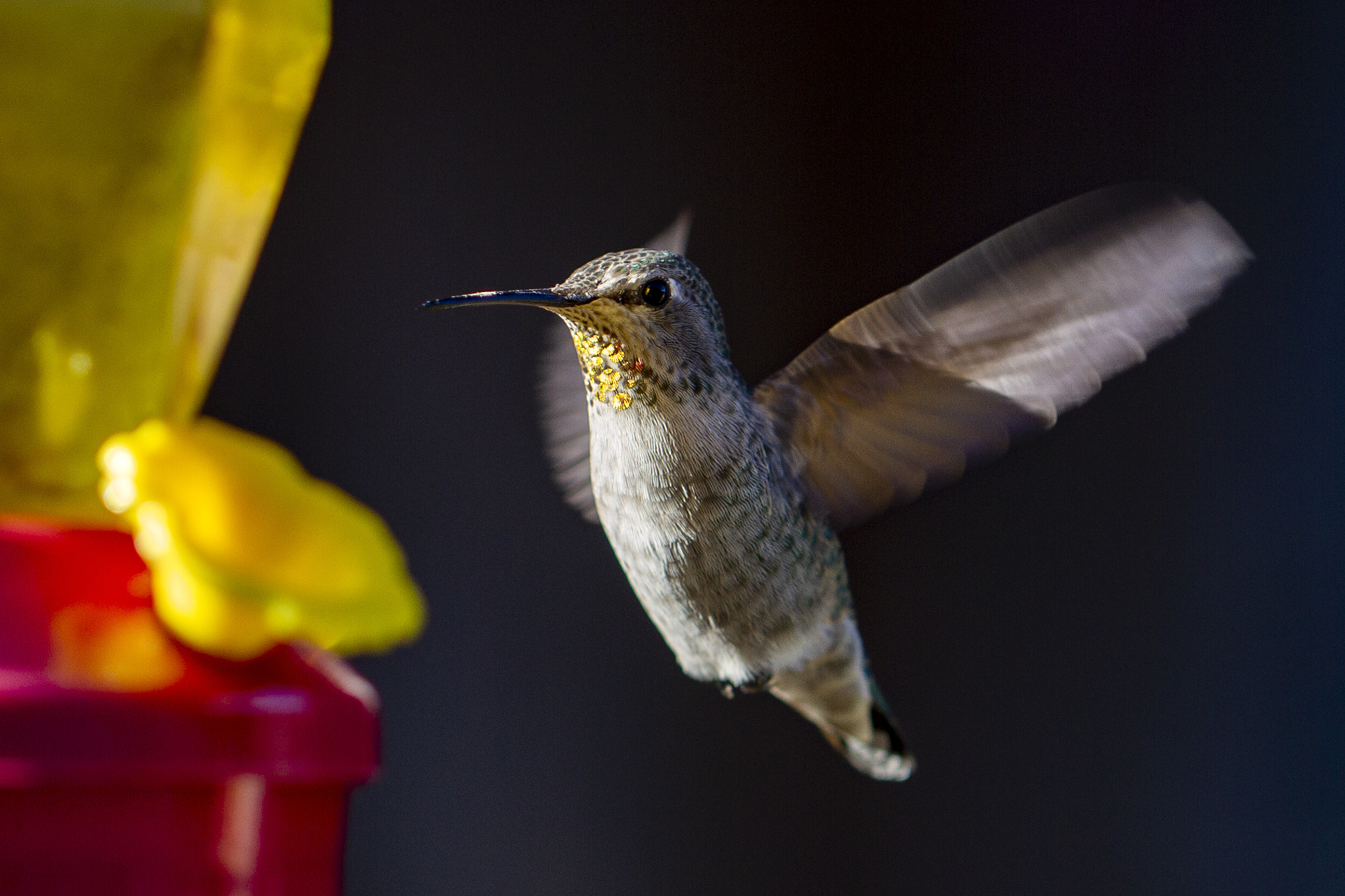 Humming bird