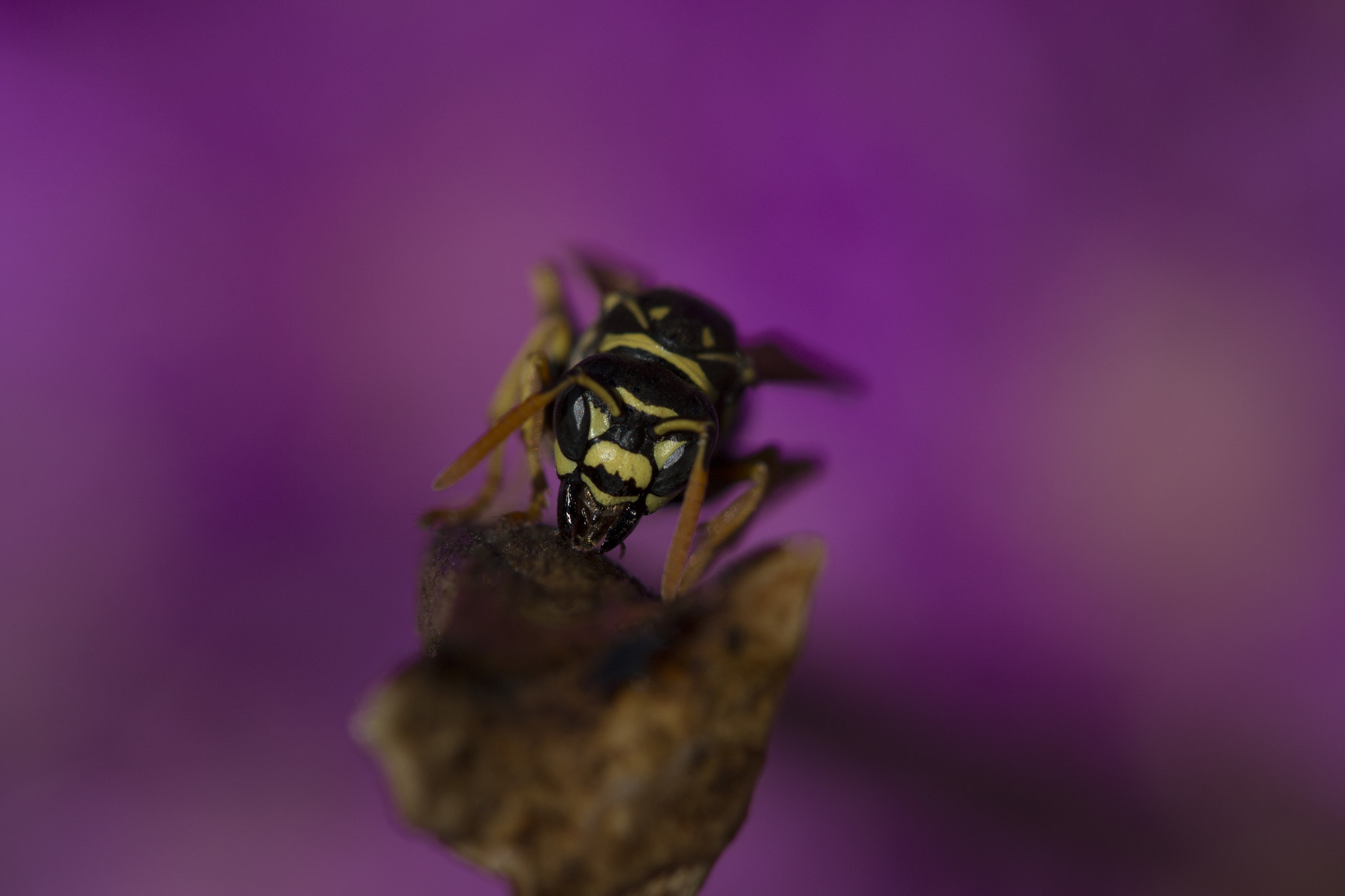 Glamorous wasp