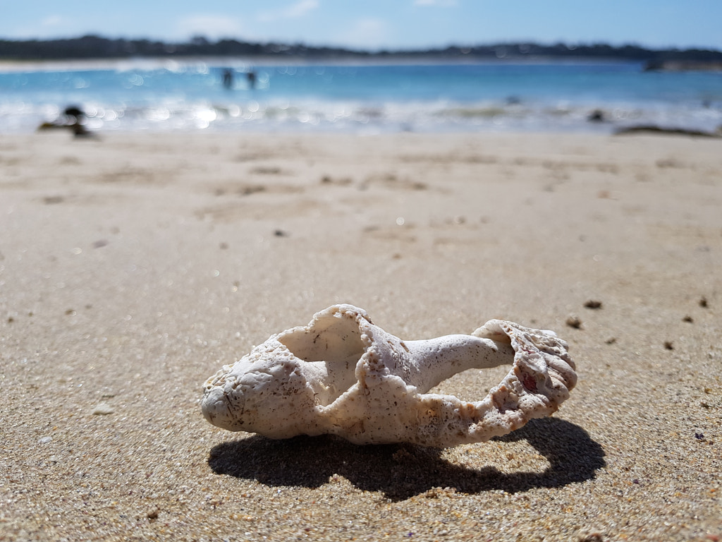 Bone Shell Landscape by Elizabeth Fitzgerald on 500px.com