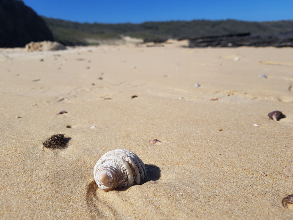 Sandy Swirl Shell by Elizabeth Fitzgerald on 500px.com