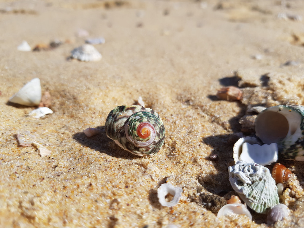Orange and Green Spiral Shell by Elizabeth Fitzgerald on 500px.com