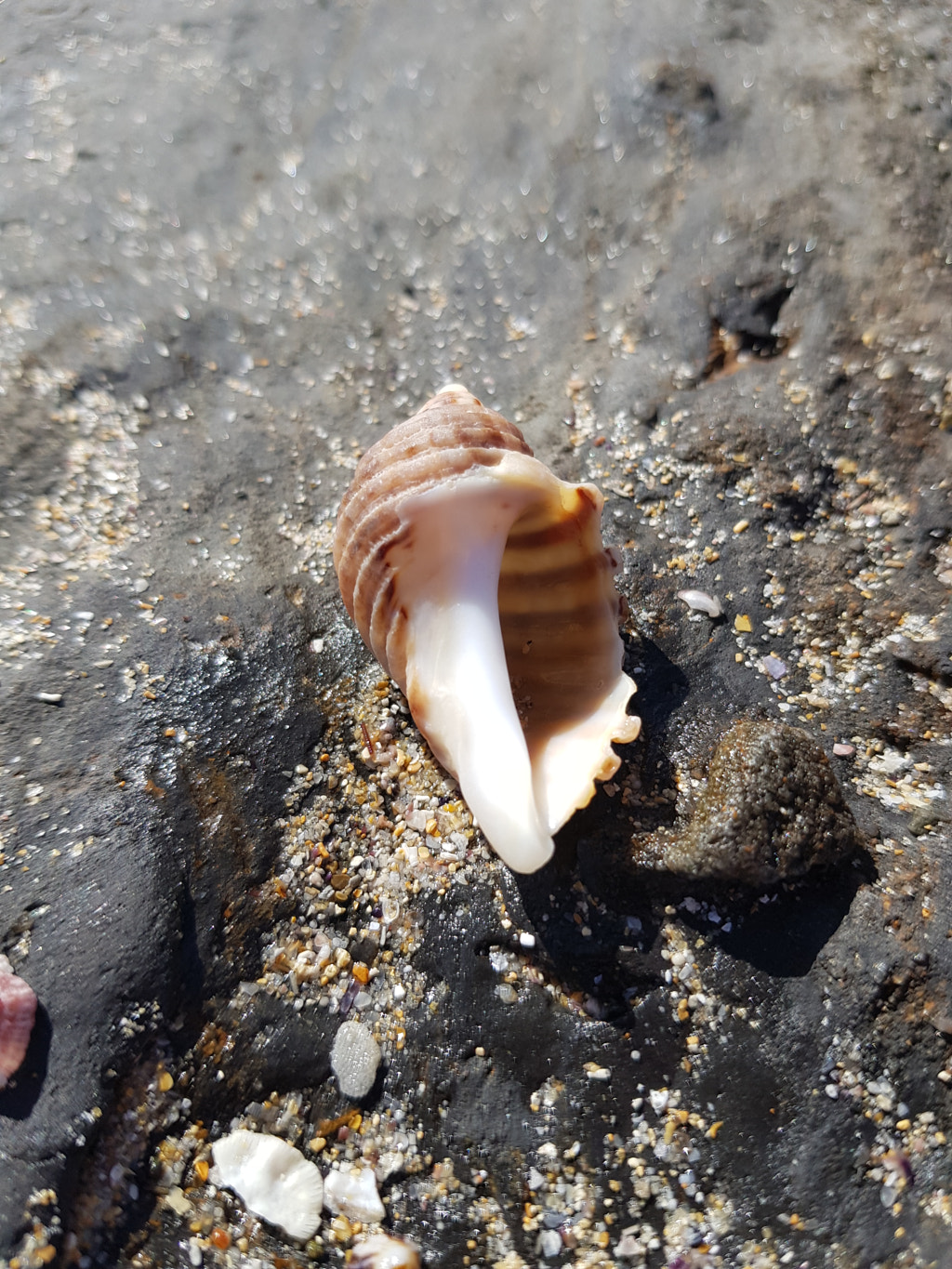 Rocky Tiger Stripe Shell by Elizabeth Fitzgerald on 500px.com