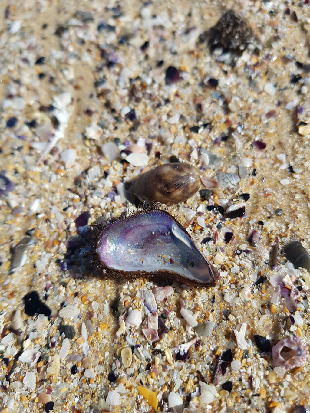 Purple Shimmer Shell by Elizabeth Fitzgerald on 500px.com