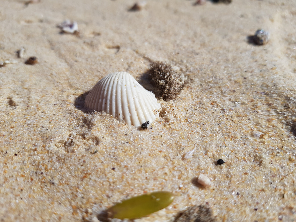Cockle Shell by Elizabeth Fitzgerald on 500px.com