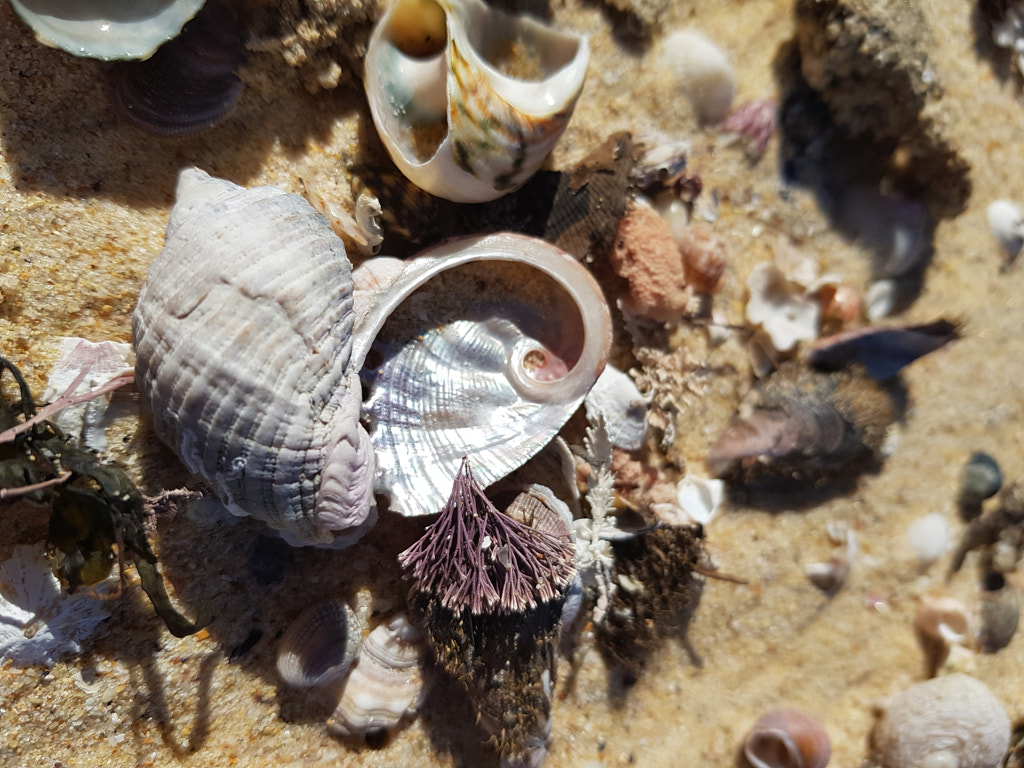 Fibonacci Beach by Elizabeth Fitzgerald on 500px.com