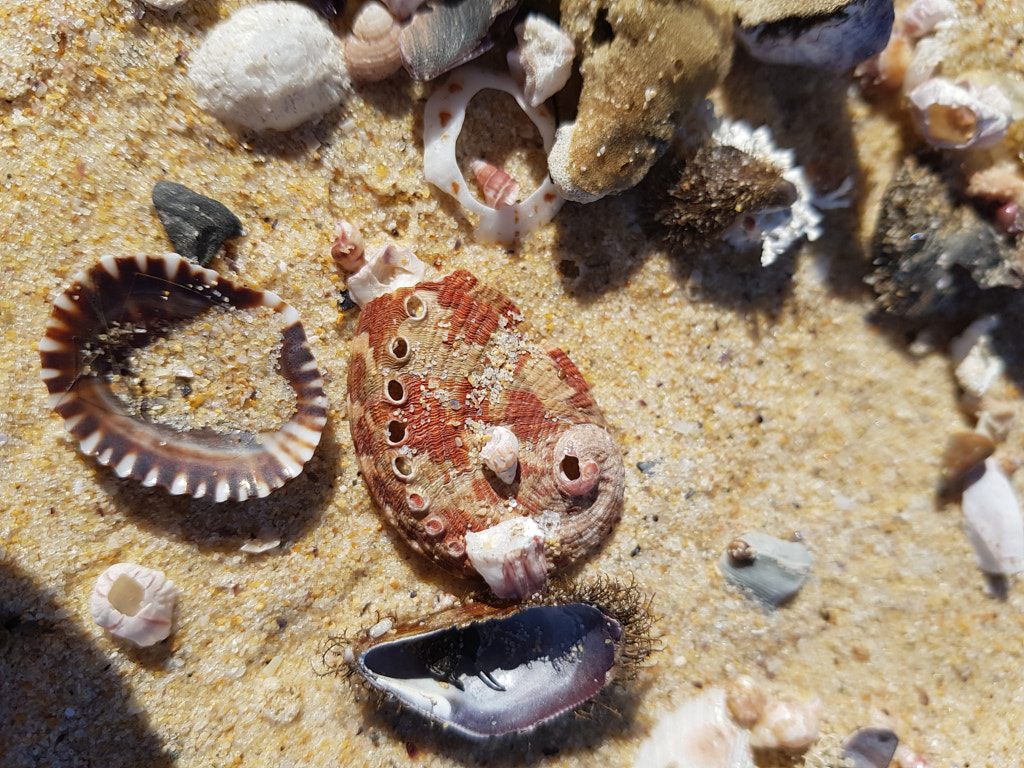 Shell Motley by Elizabeth Fitzgerald on 500px.com