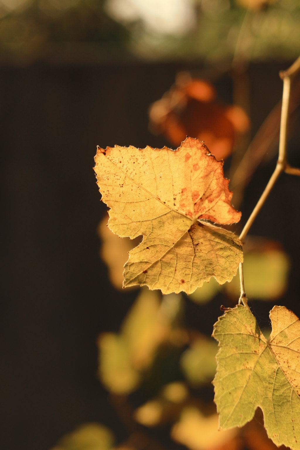 A warm morning of September by Vasile Guta-Ciucur on 500px.com