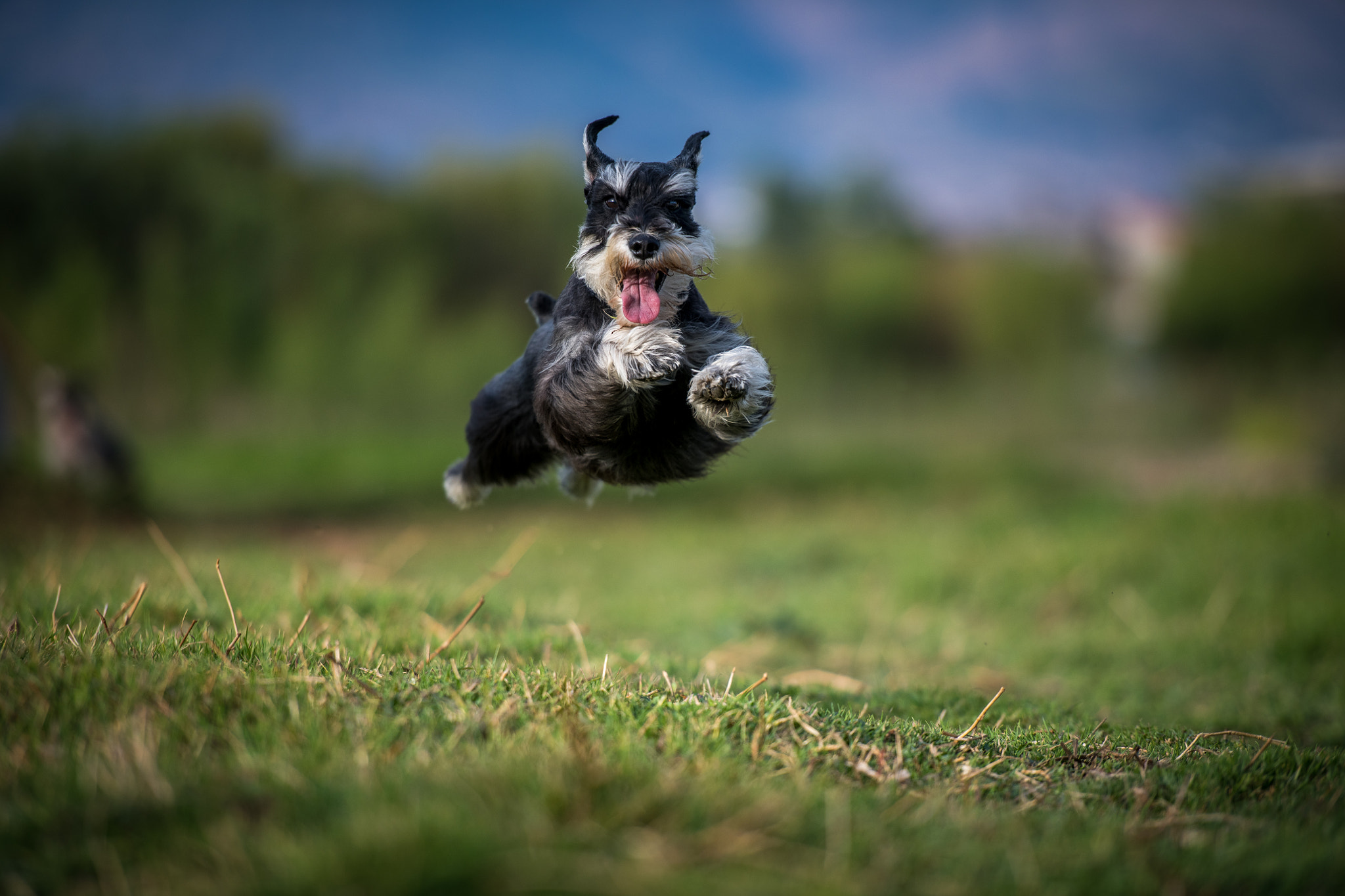 schnauzer puppies