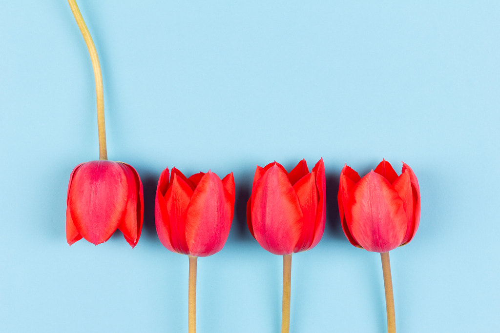 red Tulip buds on blue background with copy space, top view flat lay by Andrey Solovev on 500px.com