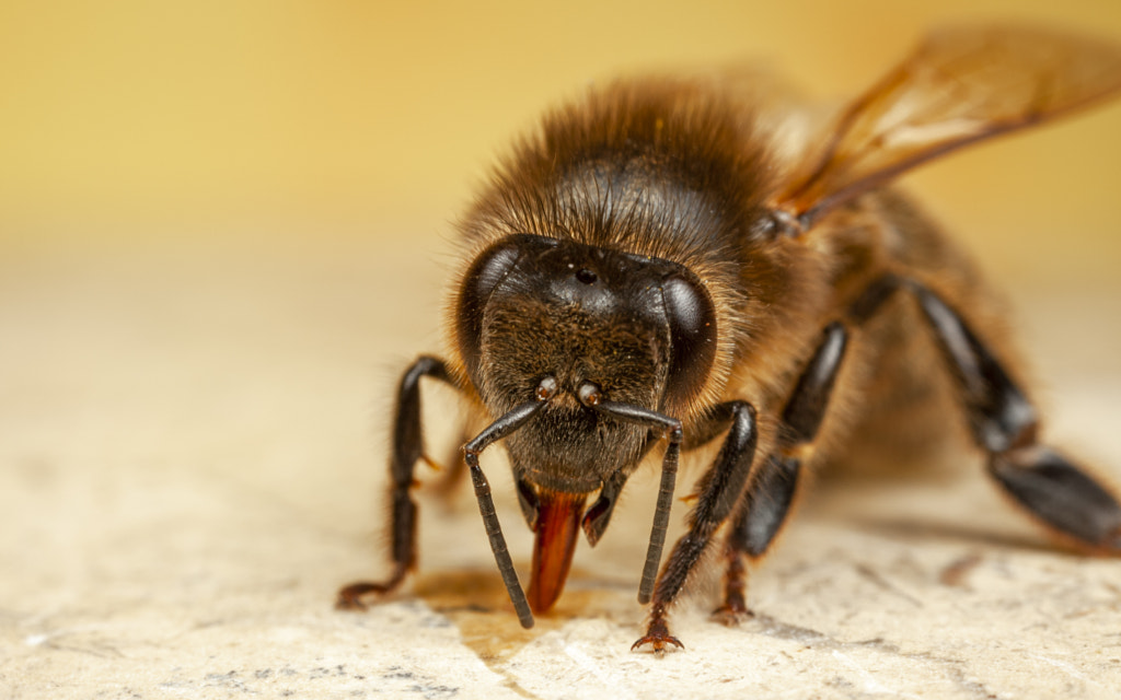 IMAGE: https://drscdn.500px.org/photo/1003054583/m%3D900/v2?sig=0a840a7e207c8ec76f1b4ba00c8e63f54bdff8dbf1a772dc31ef09d7c60e51a3