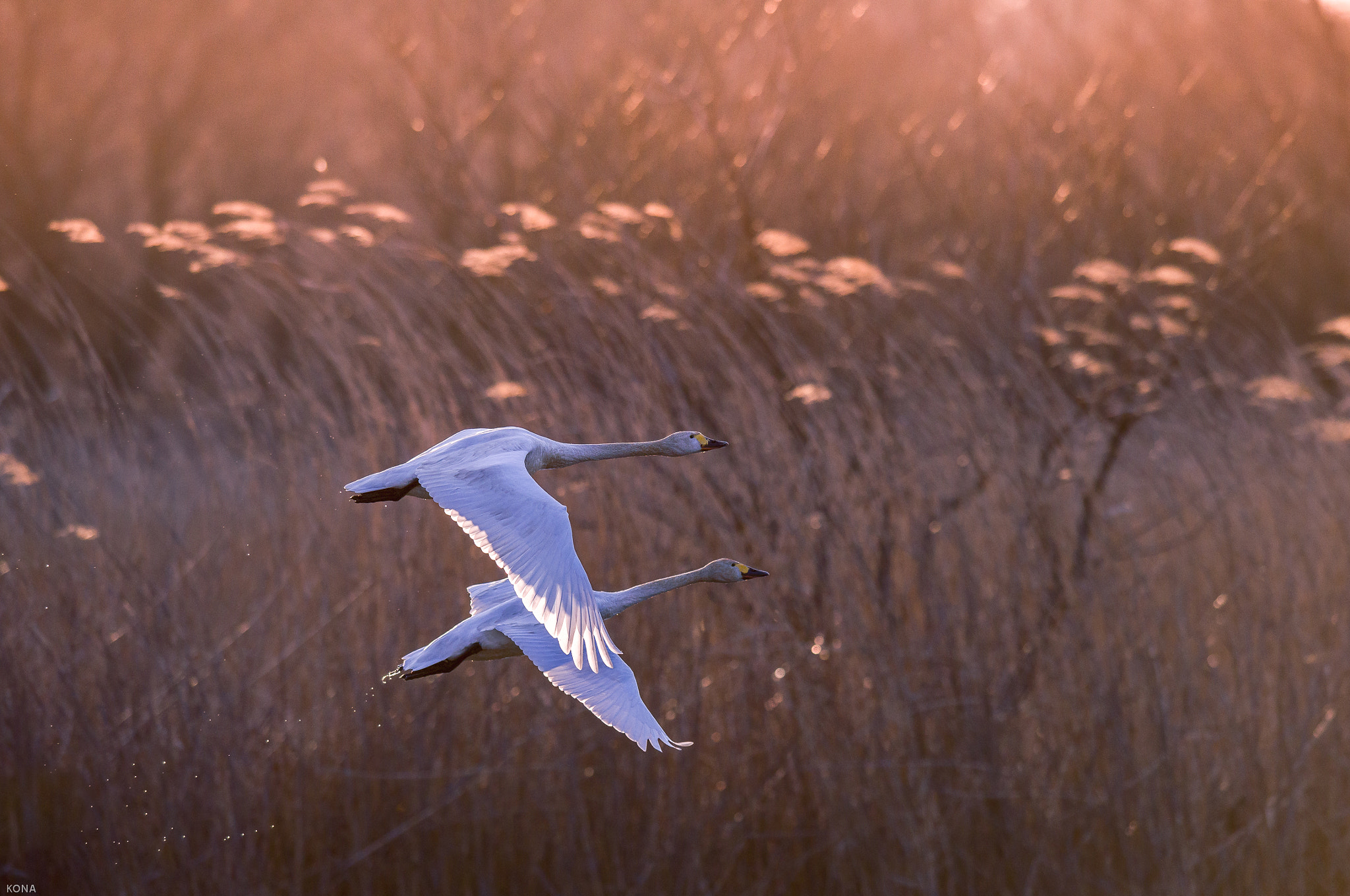 Nikon AF-S Nikkor 400mm F2.8G ED VR II sample photo. Swans photography
