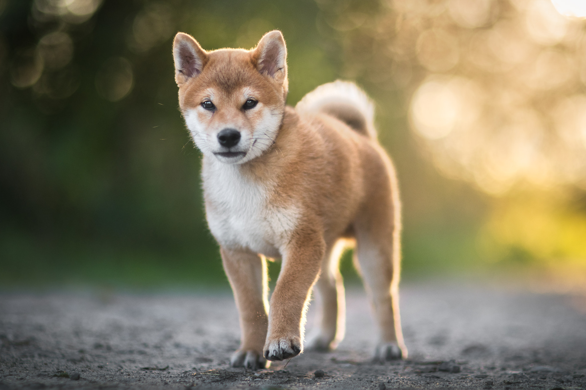 jellycat shiba inu