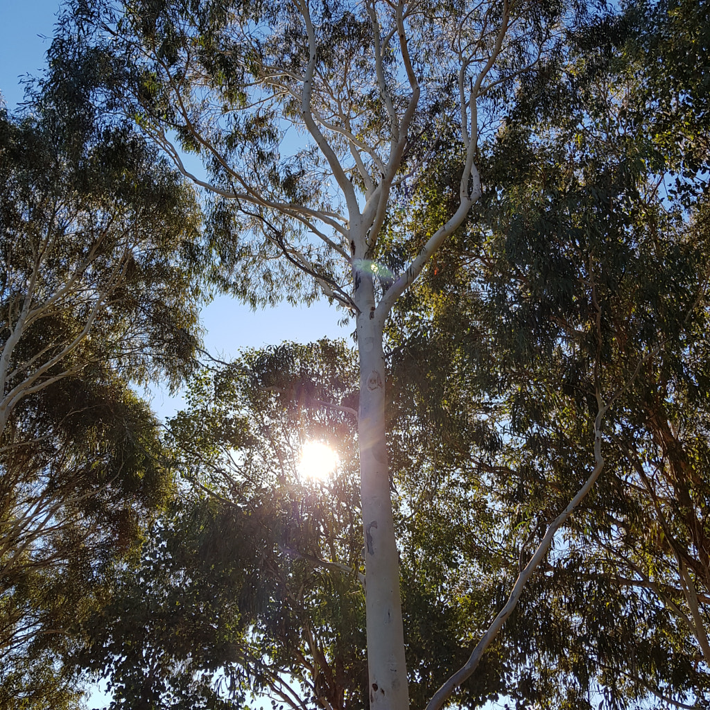 White Gum by Elizabeth Fitzgerald on 500px.com