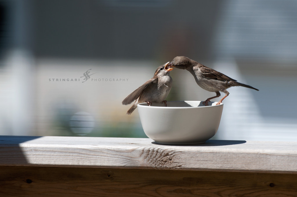 Hungry Bird by Carla Stringari Pudler on 500px.com
