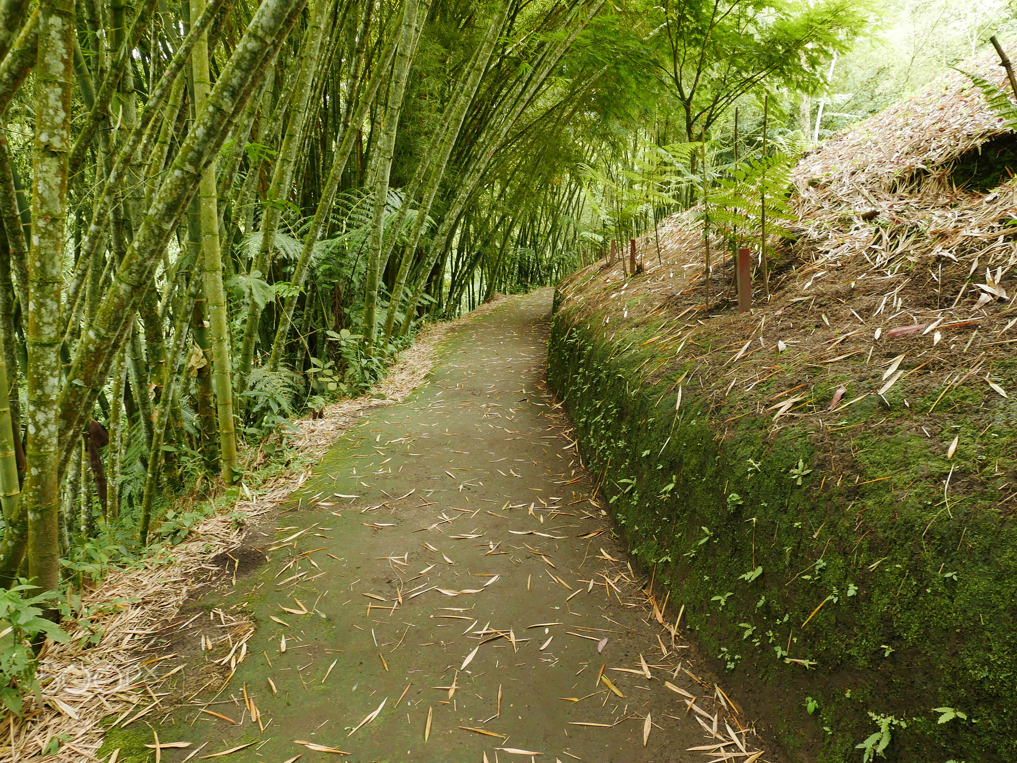 Trail in a Bamboo Forest