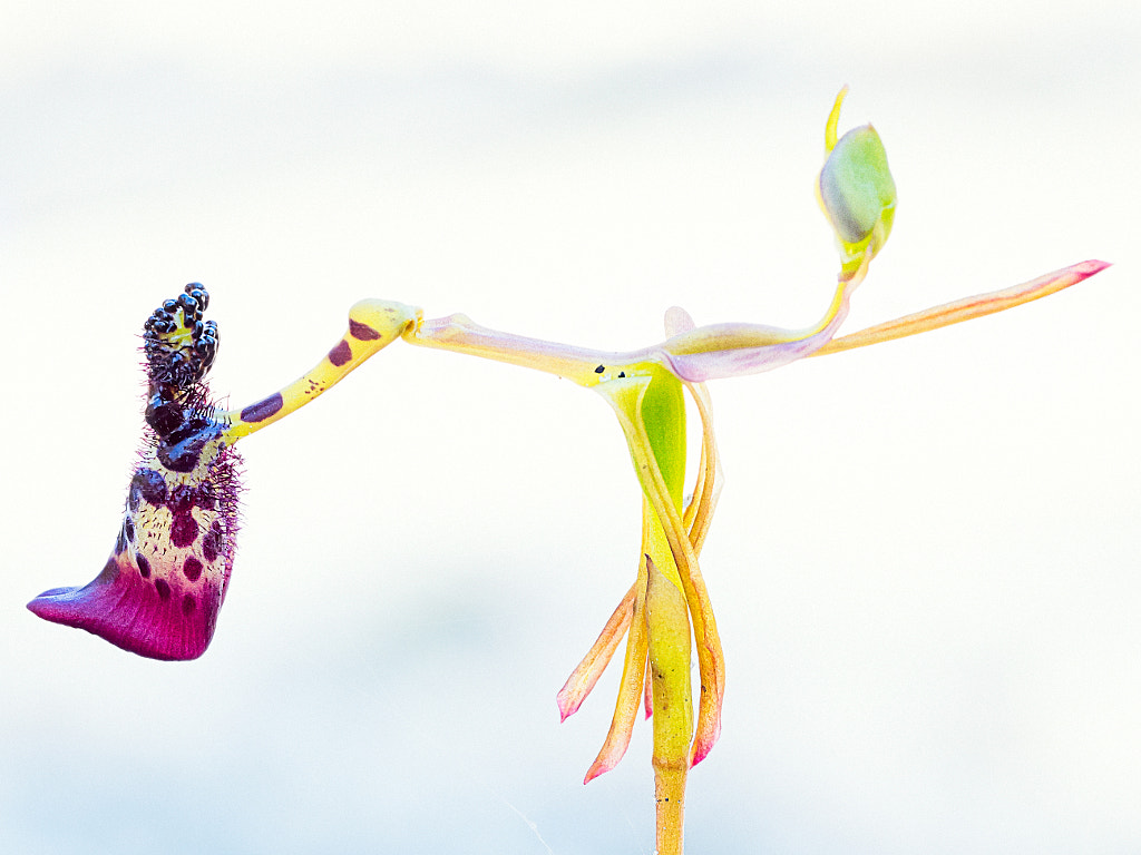 Warty Hammer Orchid by Paul Amyes on 500px.com