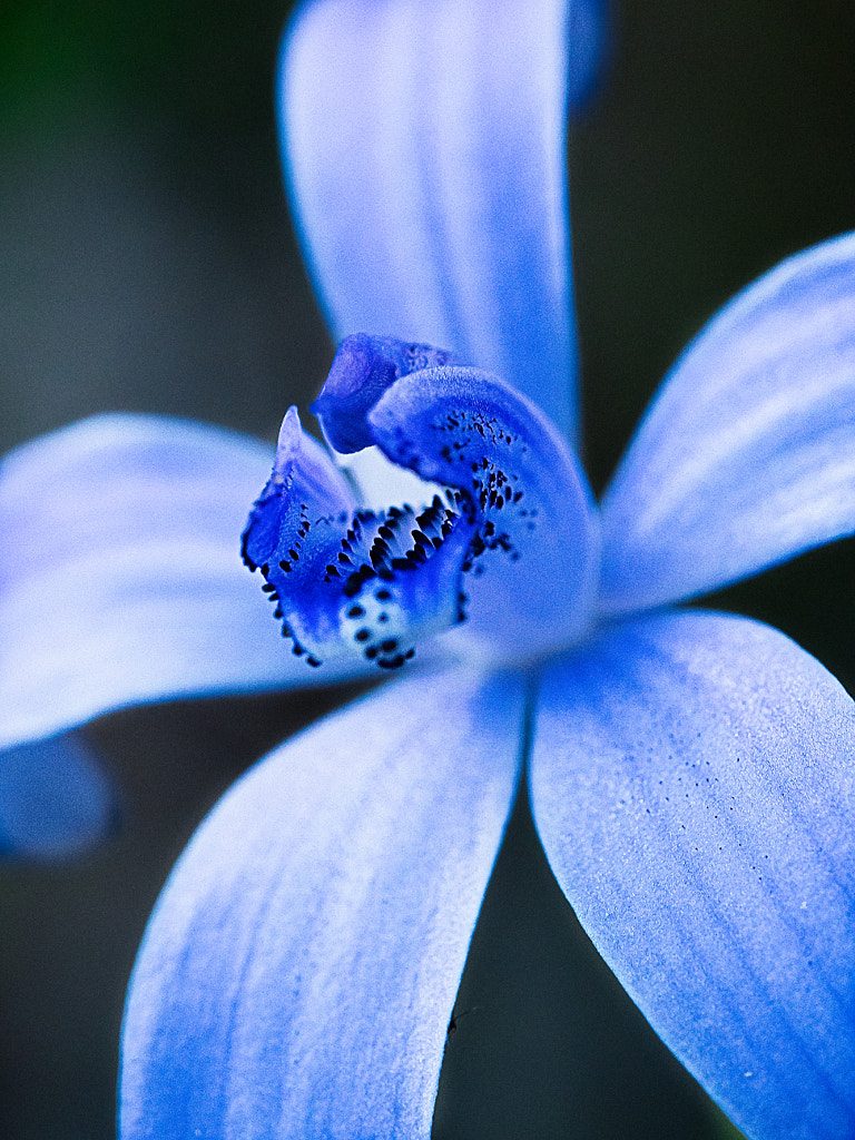 Silky Blue Orchid by Paul Amyes on 500px.com