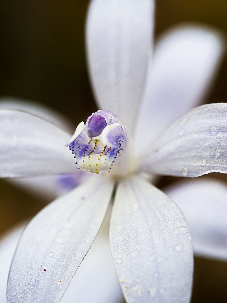 Albino Silky Blue Orchid by Paul Amyes on 500px.com