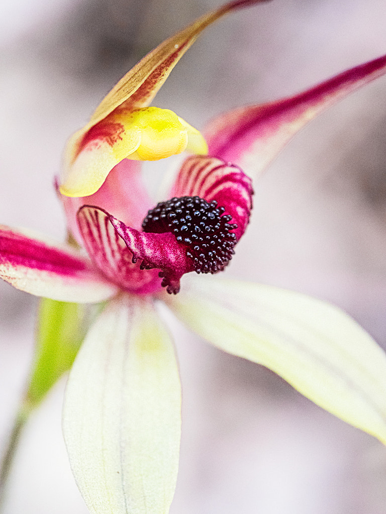Leaping Spider Orchid by Paul Amyes on 500px.com