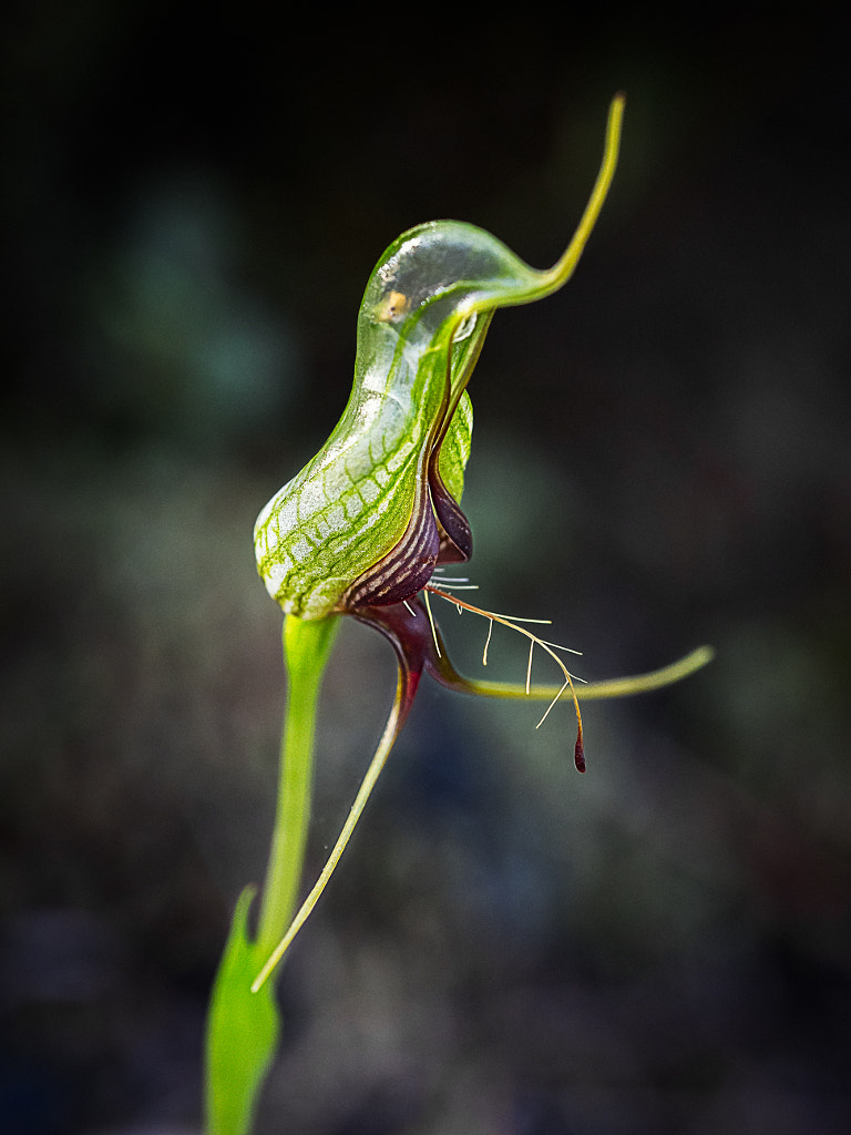 Bird Orchid by Paul Amyes on 500px.com