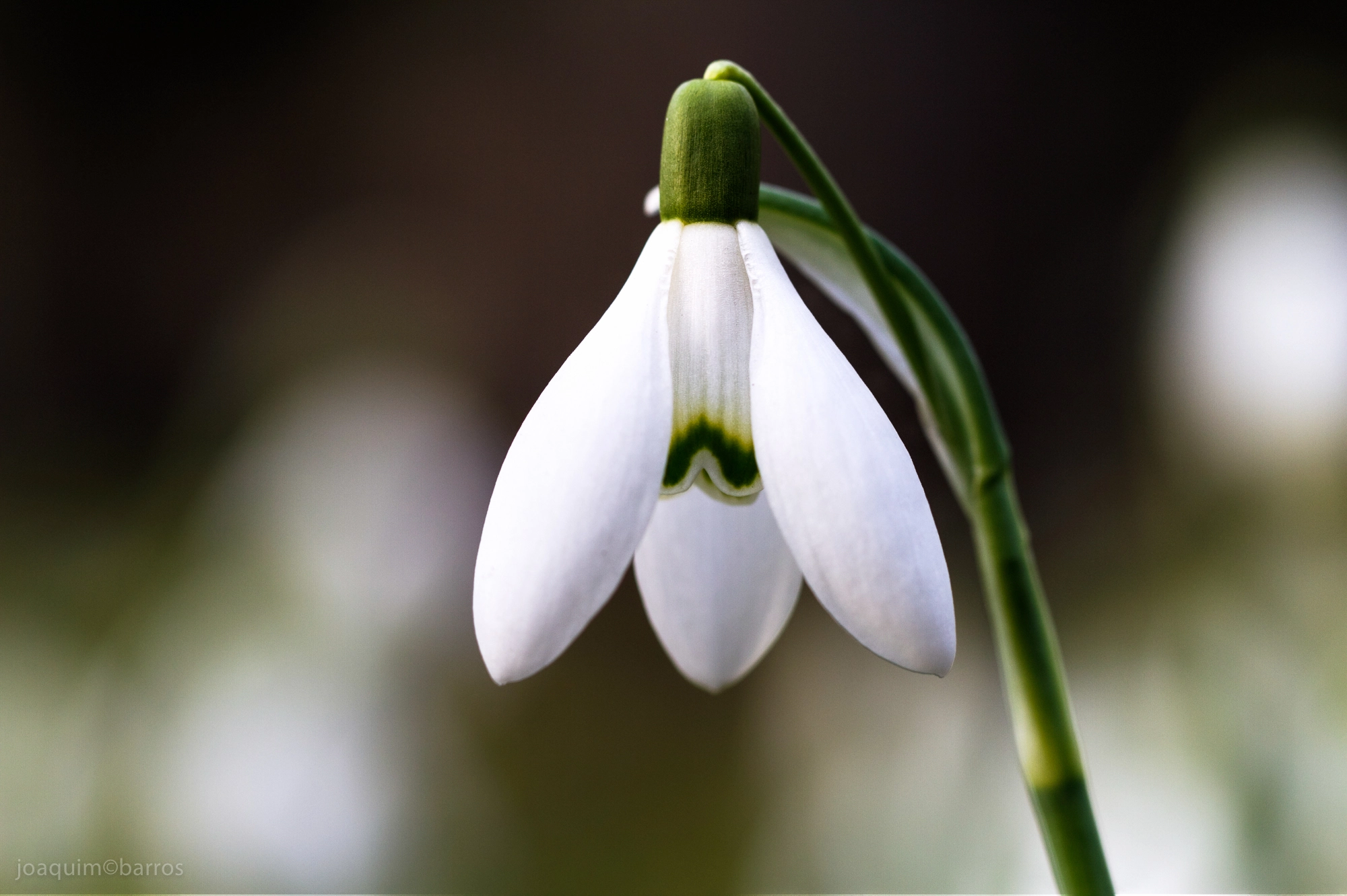 snowdrops fairy tale