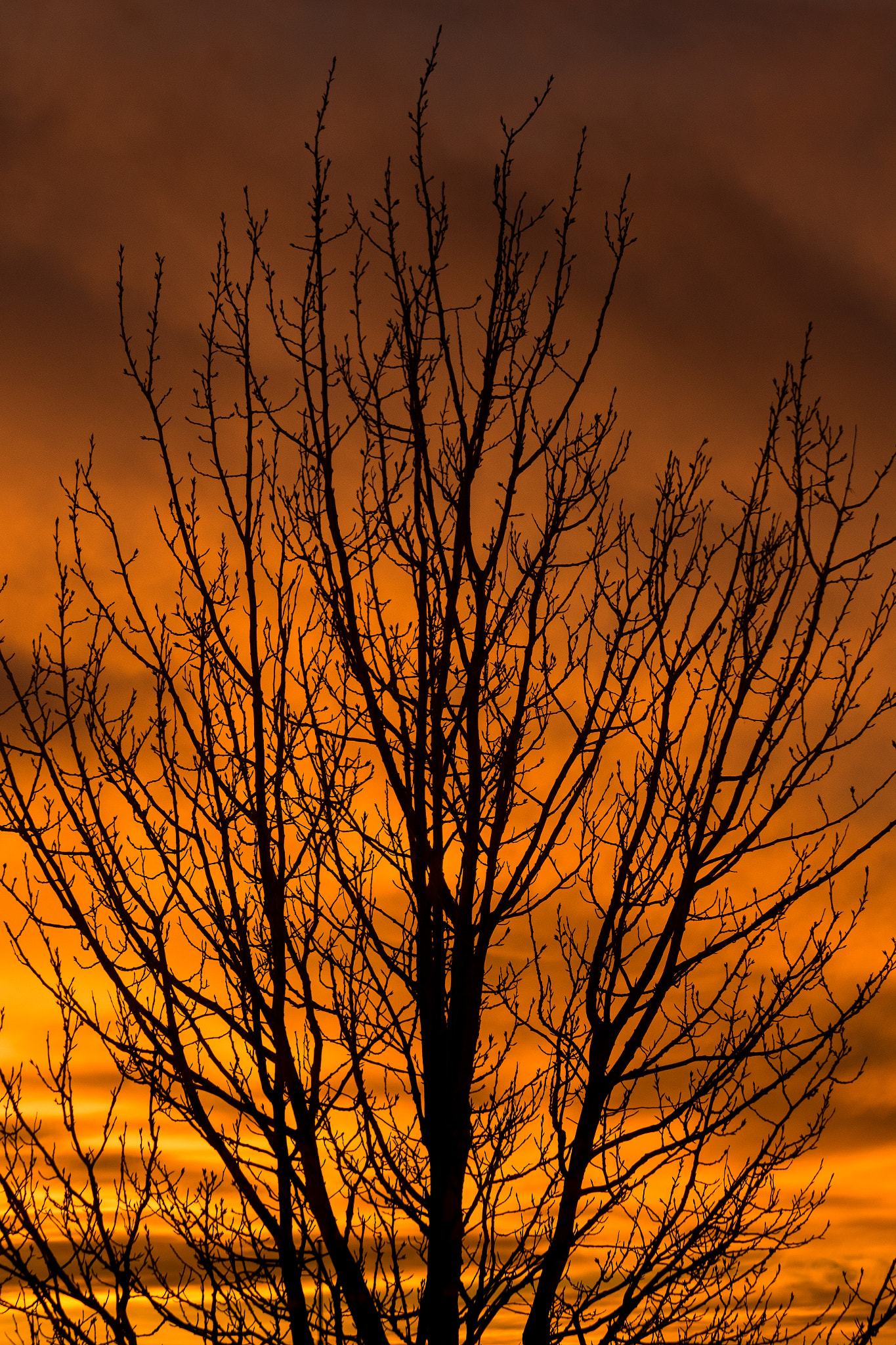 Iceland  -  Tree  -  Sunset