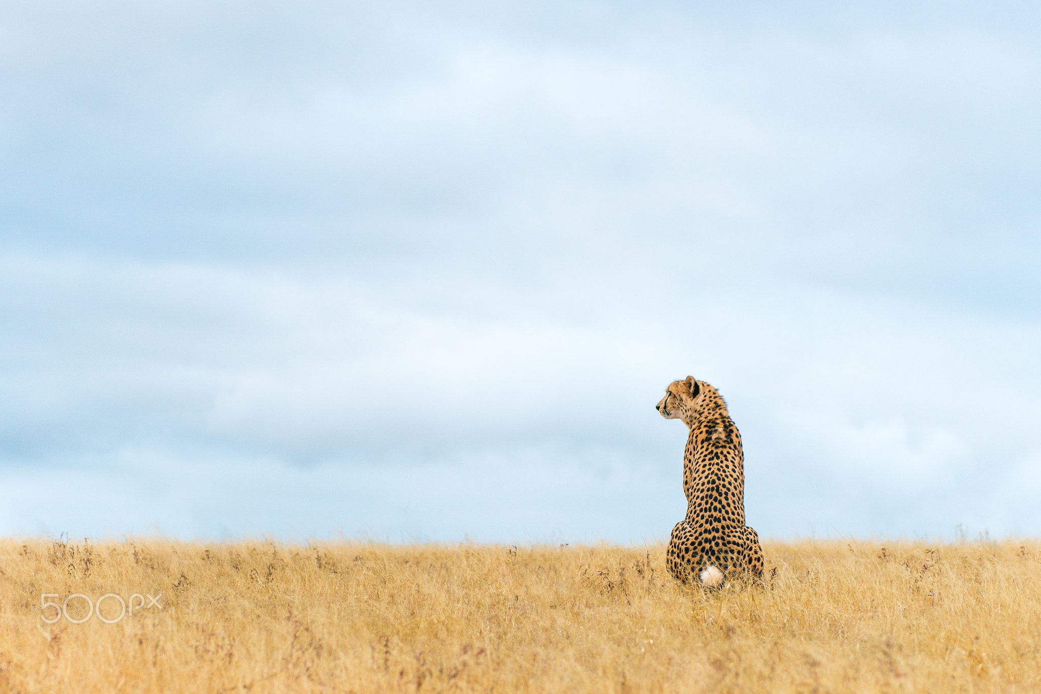 Cheetah sentinel