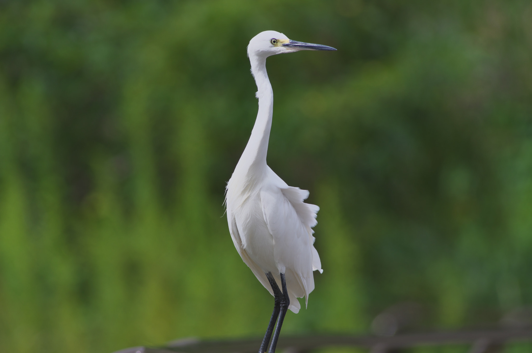 Little Egret