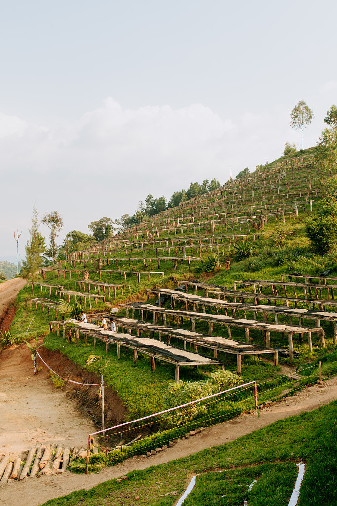 Coffee Drying Tables in Rwanda by Aidan Campbell on 500px.com