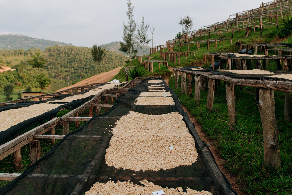 Coffee Drying Tables in Rwanda by Aidan Campbell on 500px.com