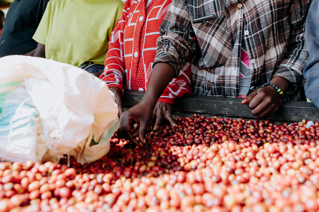 Sorting Coffee Cherries in Rwanda by Aidan Campbell on 500px.com