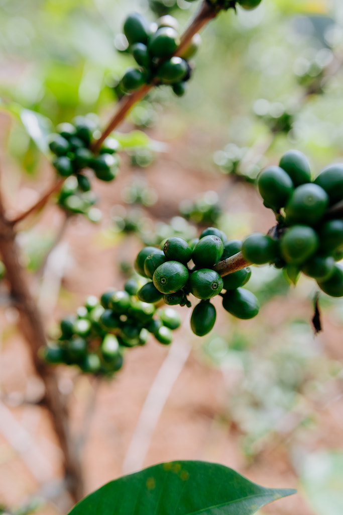 Green Coffee Cherries growing in Rwanda by Aidan Campbell on 500px.com