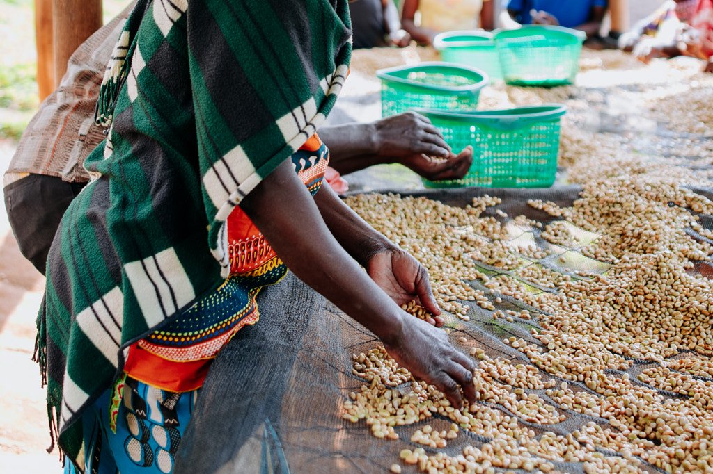 Rwandan Woman sorting Dried Coffee Beans by Aidan Campbell on 500px.com