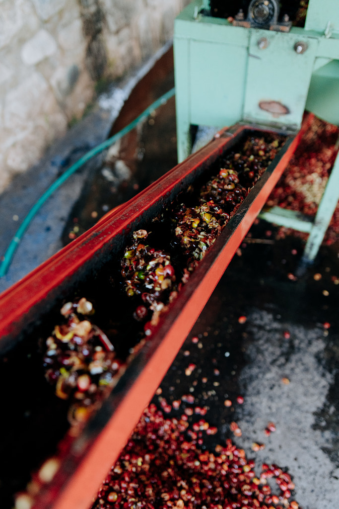 Coffee Cherries being Pulped by Aidan Campbell on 500px.com