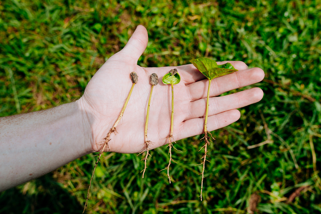 Hand showing Coffee Plants by Aidan Campbell on 500px.com