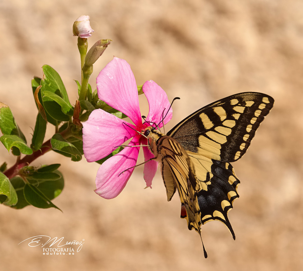 Papilio machaon butterfly by Eduardo Muñoz on 500px.com