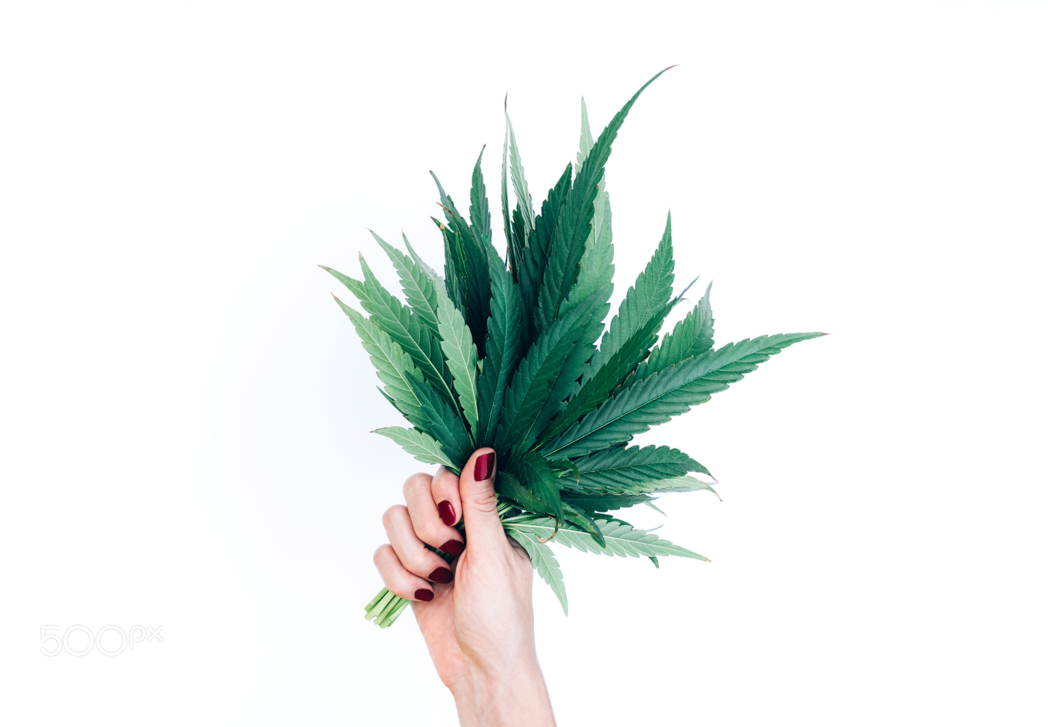 Bouquet of marijuana leaves in woman hand isolated on white background.