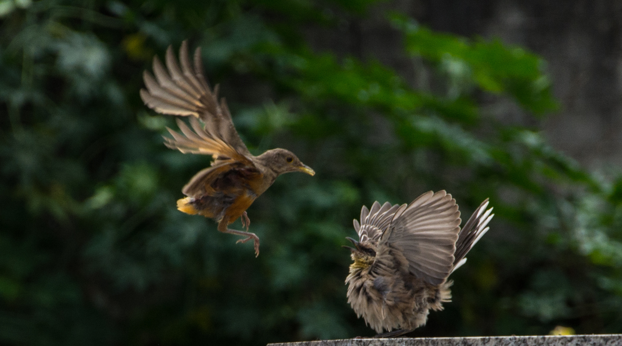 Bird flying