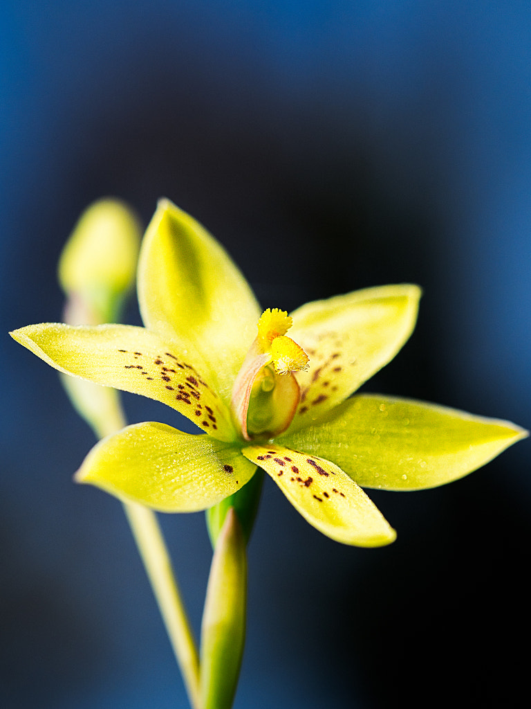 Custard Orchid by Paul Amyes on 500px.com