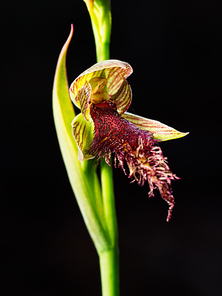 Wandoo Beard Orchid by Paul Amyes on 500px.com