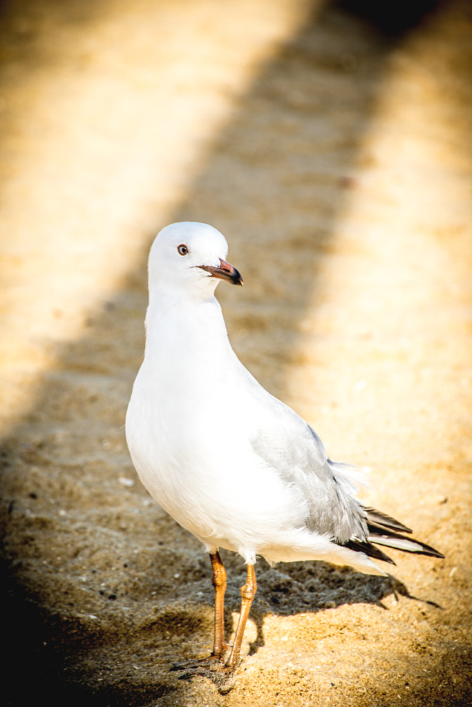 The Bird Portrait by L's  on 500px.com