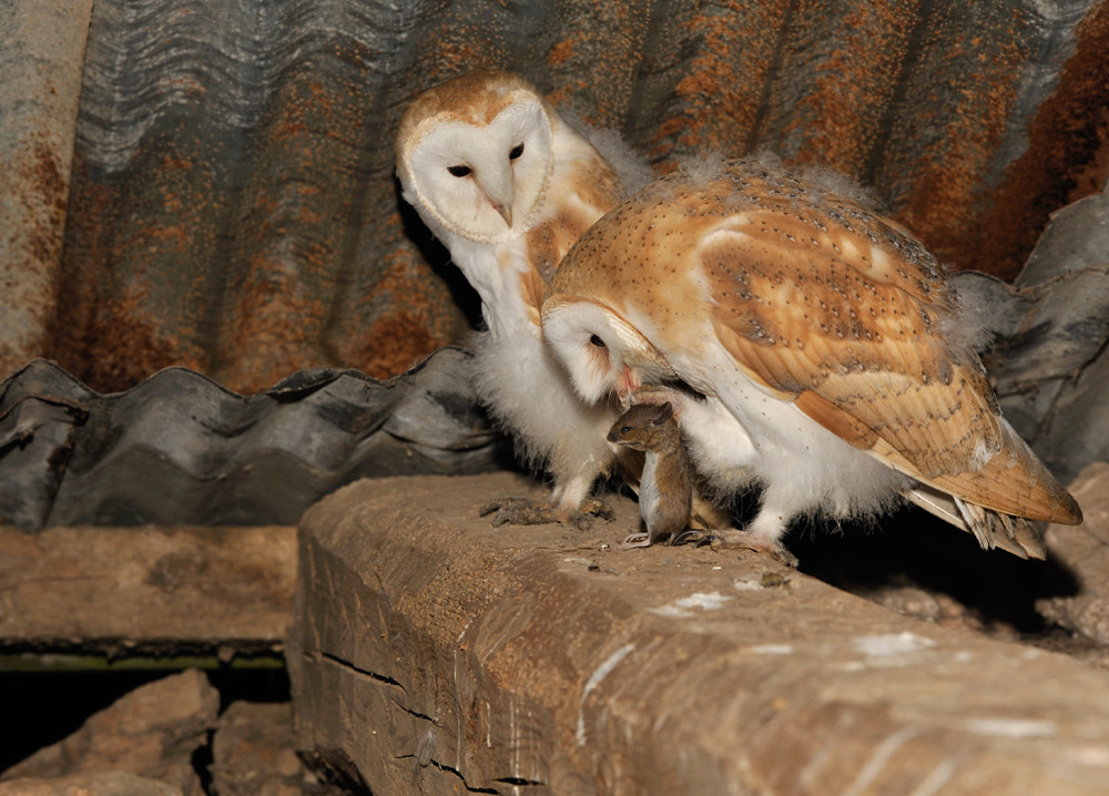 cuddle barn bible time owl