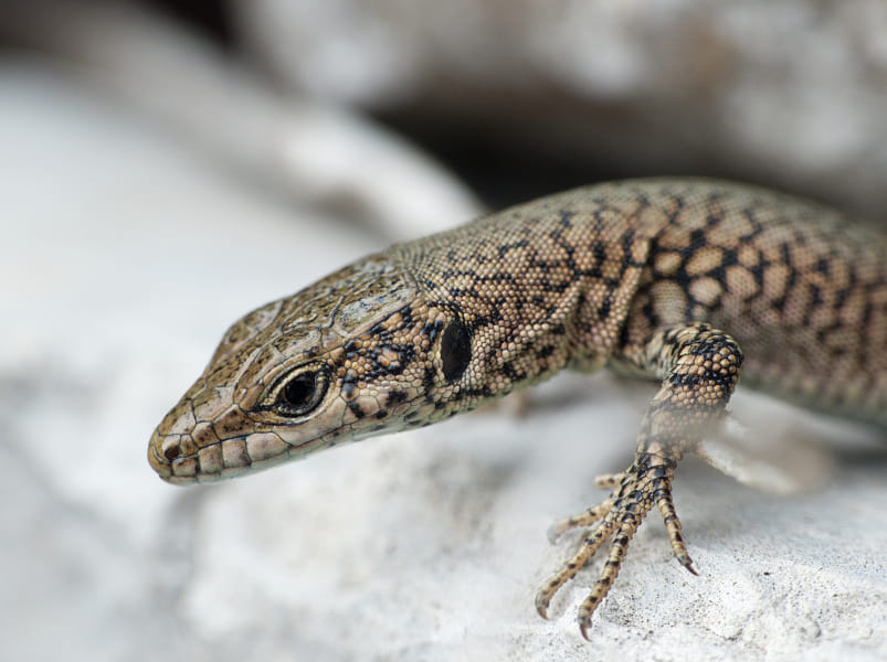 Young Columbretes Wall Lizard by Maxime QUÉTIN on 500px.com