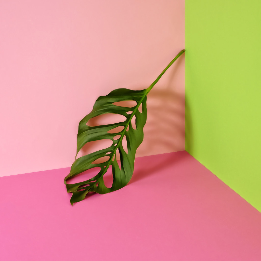 Split-leaf Monstera in a Corner by Juj Winn on 500px.com
