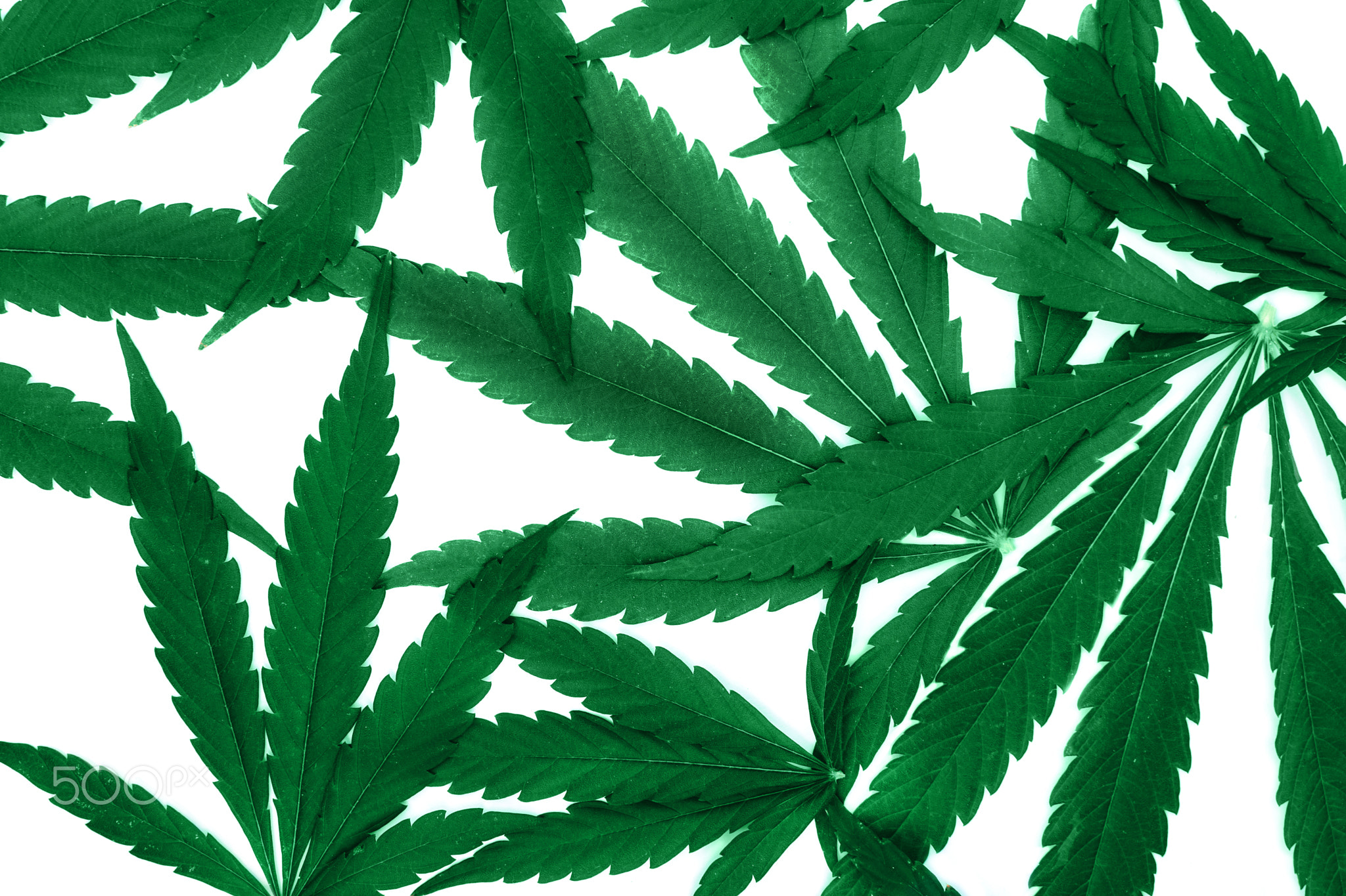 Top view of cannabis marihuana green leaves on white background.