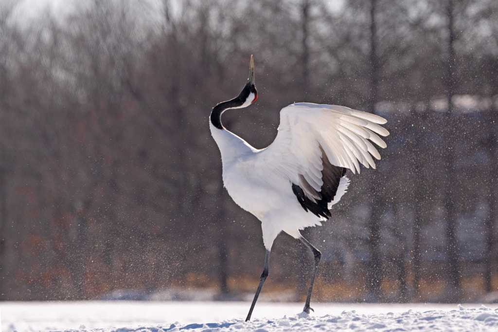 Types of Cranes Birds - Red-crowned Crane