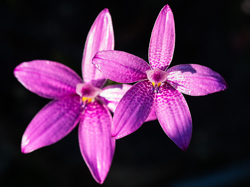 Pink Enamel Orchid by Paul Amyes on 500px.com