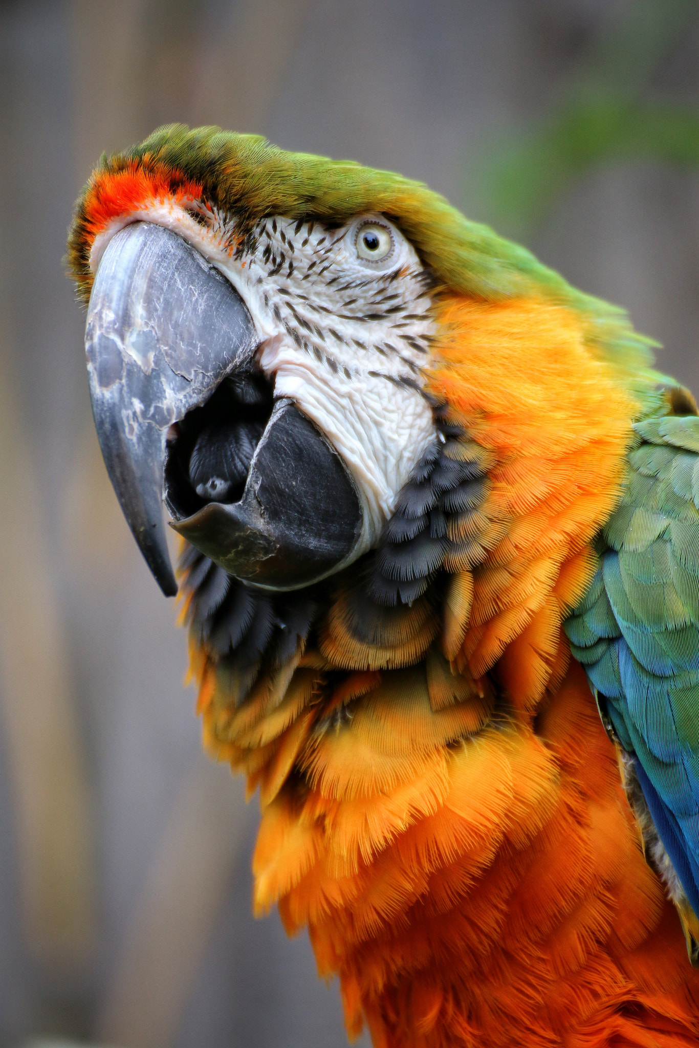 Laughing Macaw